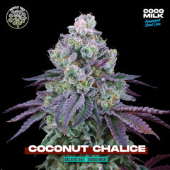 Coconut Chalice Feminized Cannabis Seeds Perfect Tree