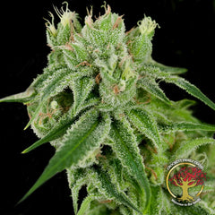 Banana Split Female Weed Seeds By Crockett Family Farms