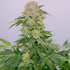 Tropical Rain Female Cannabis Seeds By Grateful Seeds