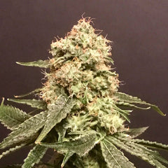 Frosty Purps Female Cannabis Seeds By Pot Valley Seeds