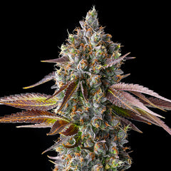 Strawberry Skrilla Feminized Cannabis Seeds By Compound Genetics