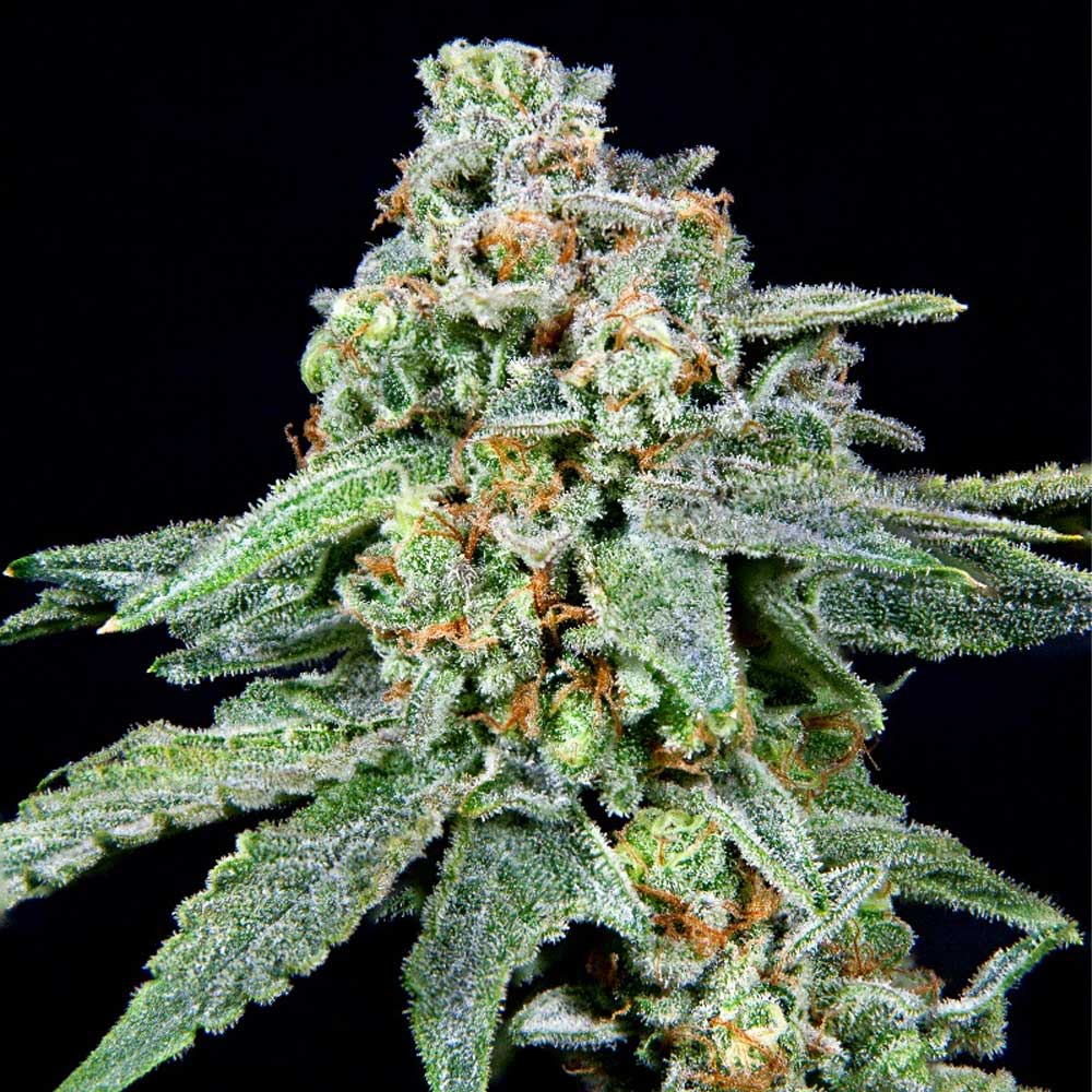 026 Female Weed Seeds By Grateful Seeds