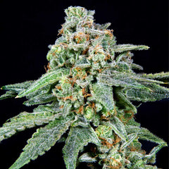 026 Female Weed Seeds By Grateful Seeds