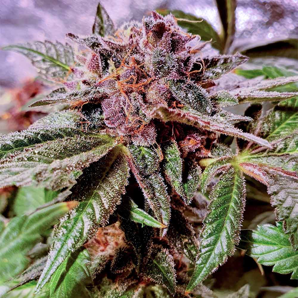 Blueberry Pancakes Feminised Cannabis Seeds By Holy Smoke Seeds