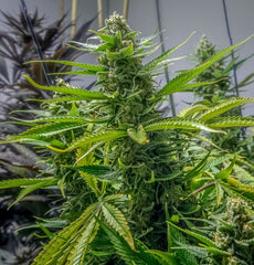 Rosetta Stone Regular Cannabis Seeds By Brothers Grimm Seeds