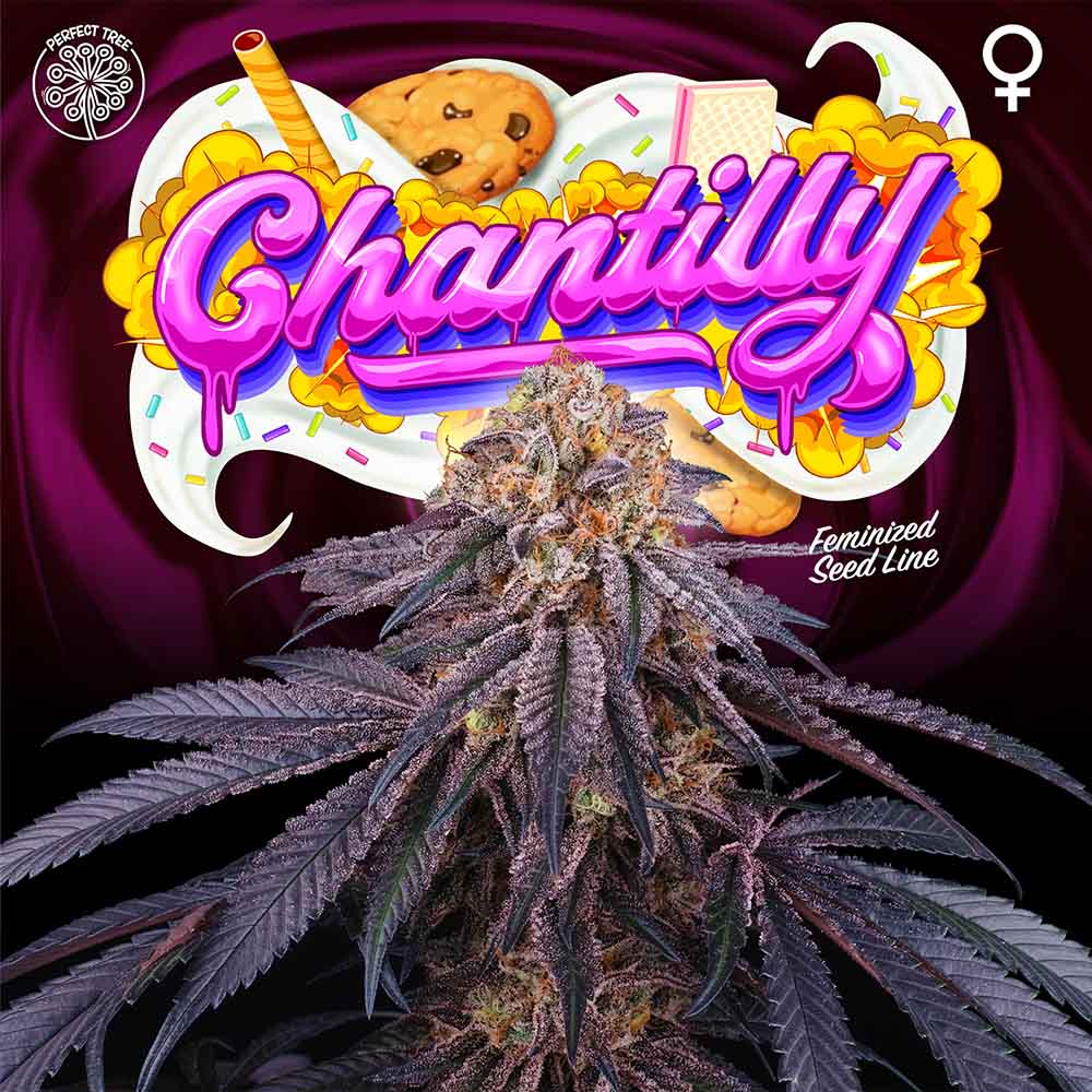 Chantilly Female Weed Seeds By Perfect Tree