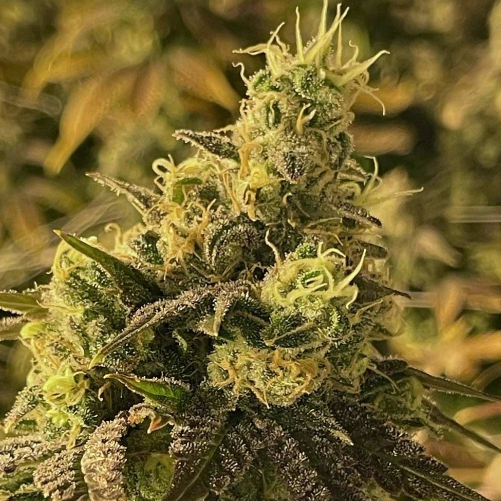 Coco Nibbles Female Weed Seeds By Rare Dankness