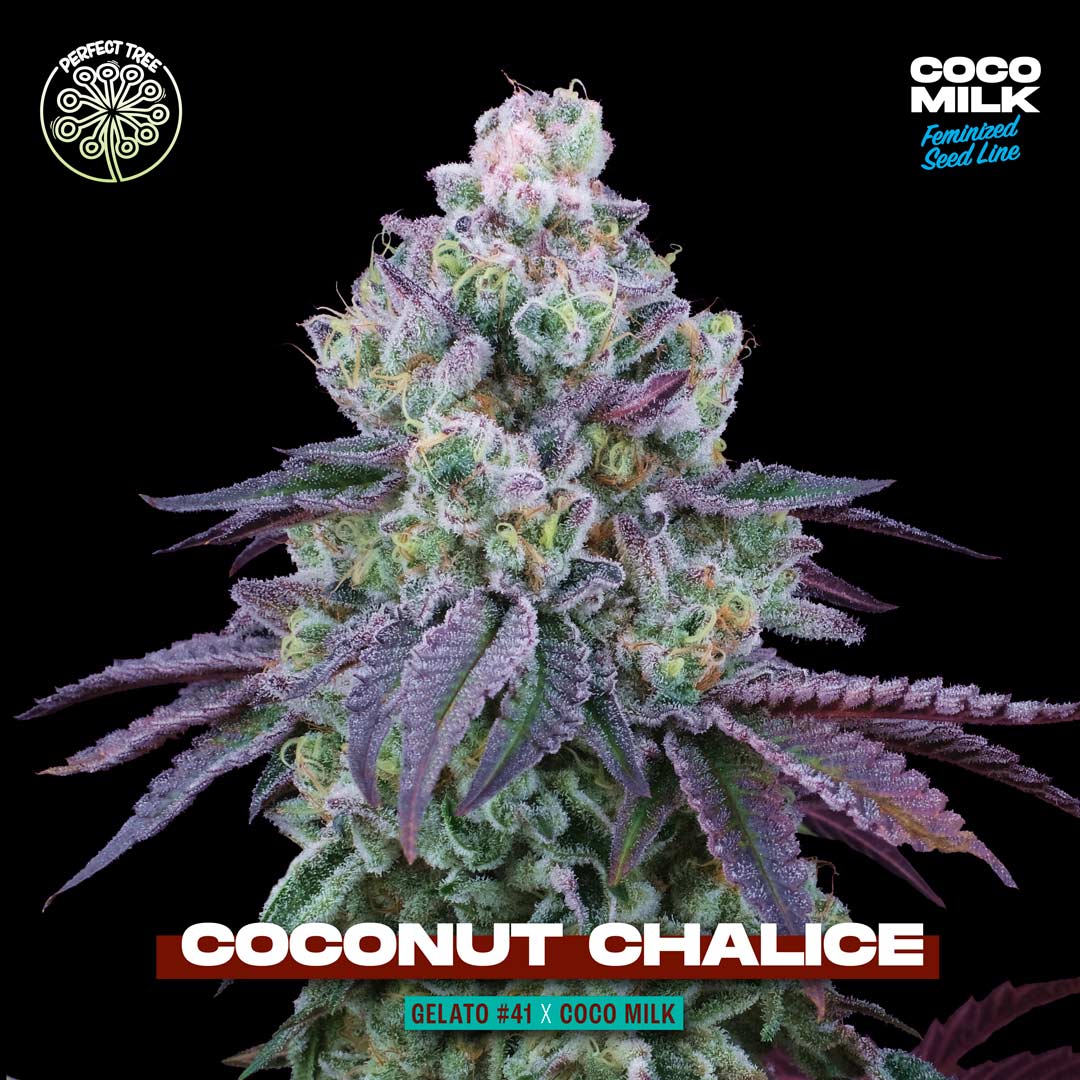Coconut Chalice Feminized Cannabis Seeds Perfect Tree