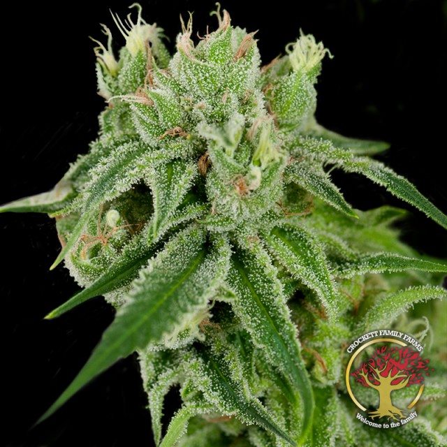Banana Split Female Weed Seeds By Crockett Family Farms