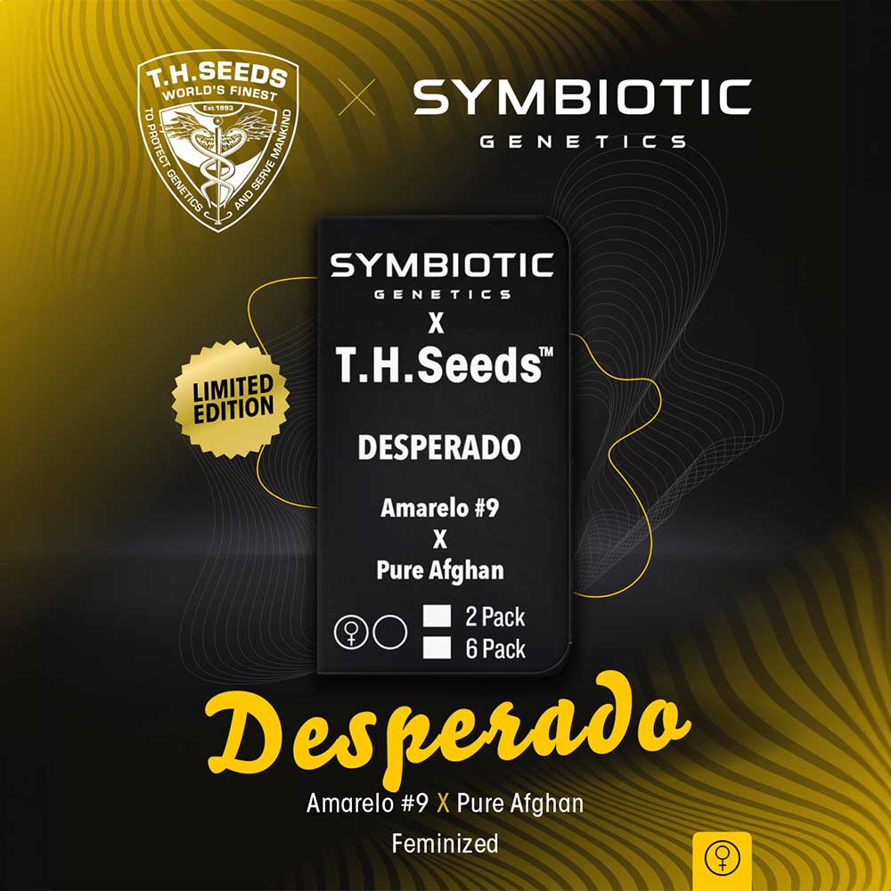 Desperado Feminized Cannabis Seeds By T H Seeds