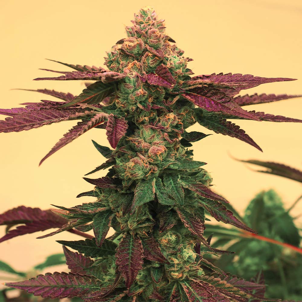 Melted Rainbow Female Cannabis Seeds By Grateful Seeds