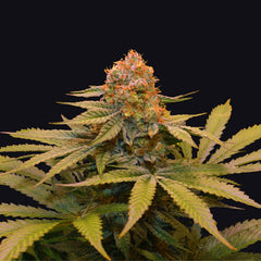 Star Fruit Female Cannabis Seeds By Grateful Seeds