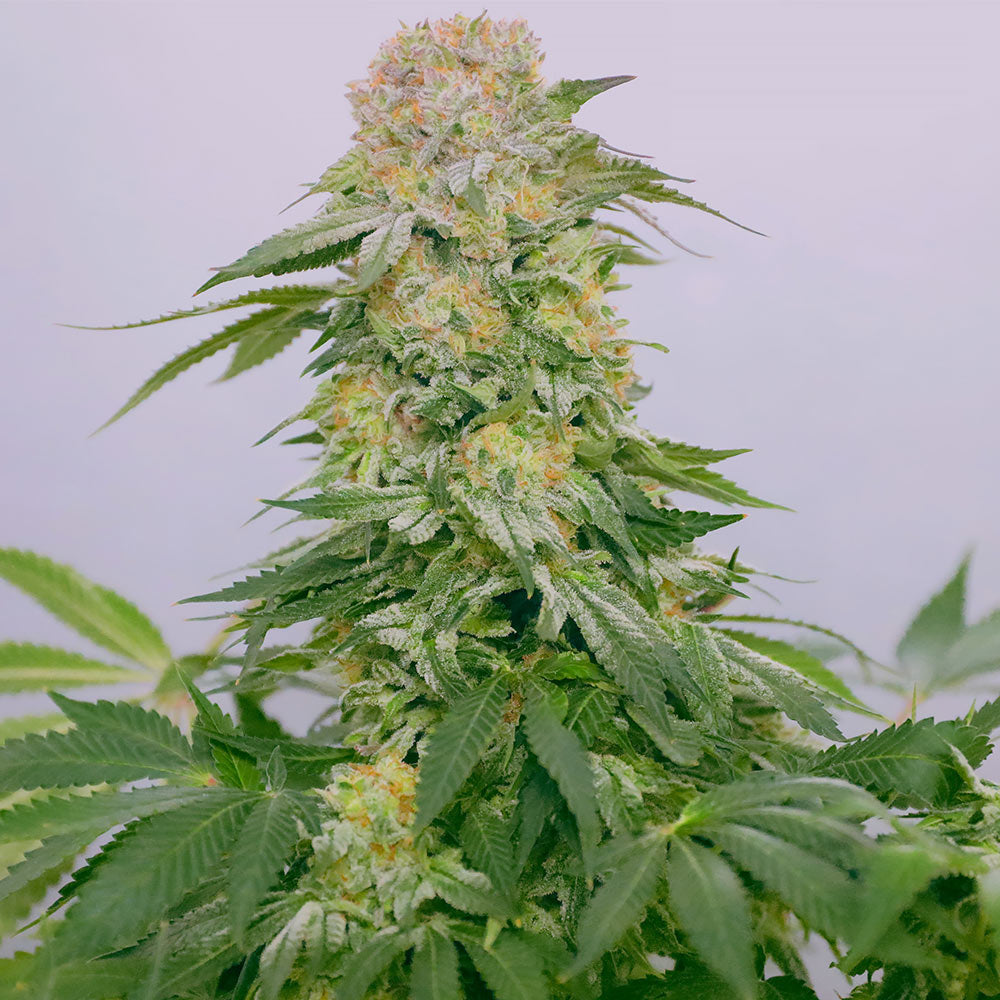 Tropical Rain Female Cannabis Seeds By Grateful Seeds