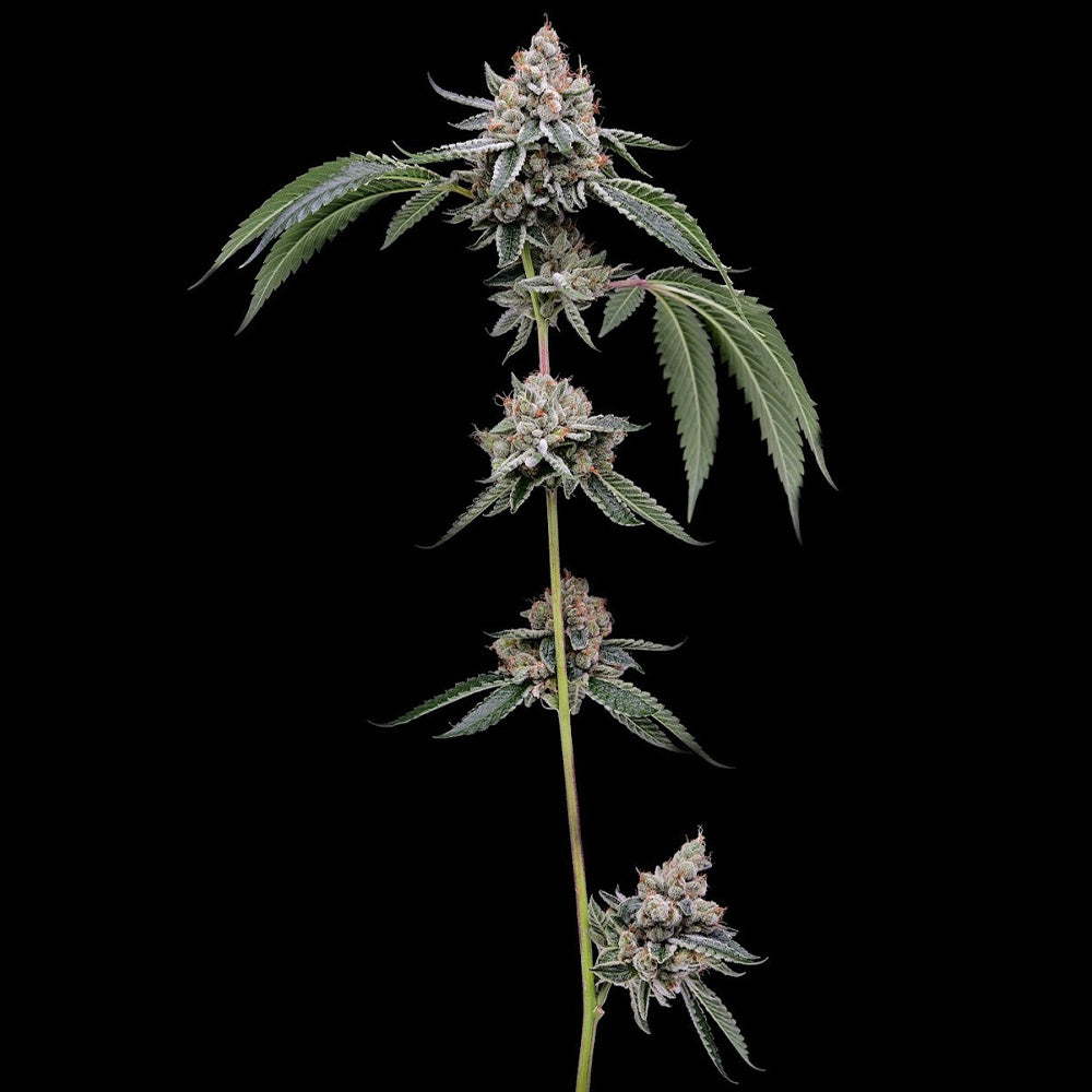 Chemhead 78 Regular Cannabis Seeds Green Bodhi