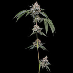 Chemhead 78 Regular Cannabis Seeds Green Bodhi