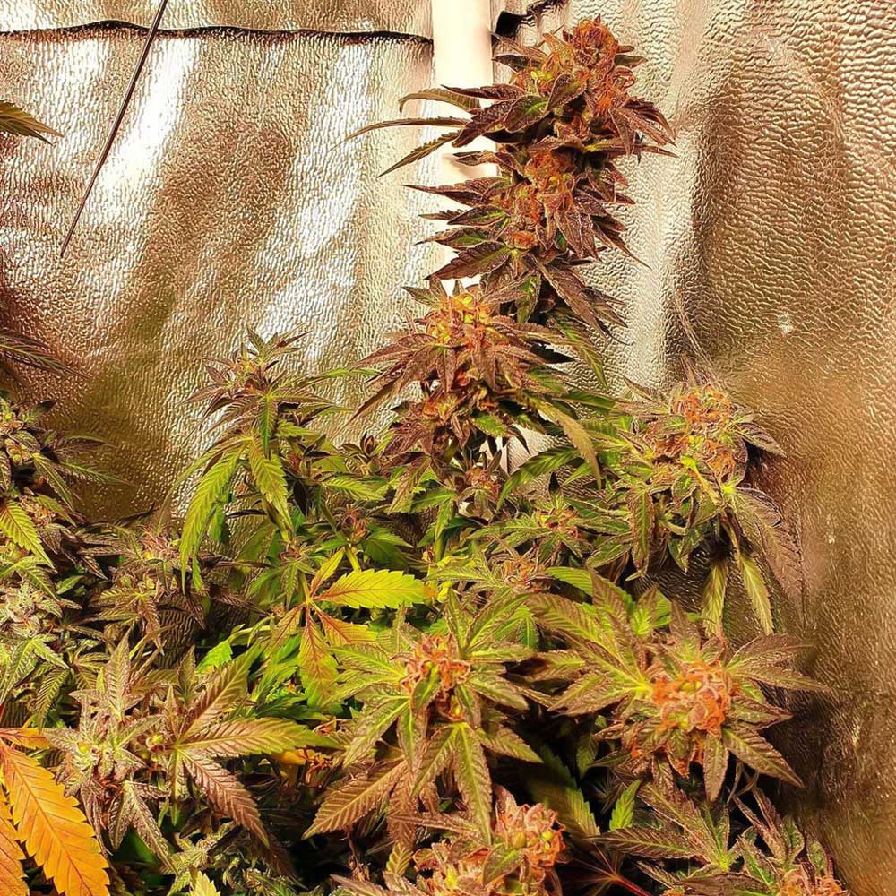 Jelly Tots Cannabis Seeds By Holy Smoke
