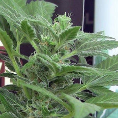 Viper By John Sinclair Cannabis Seeds