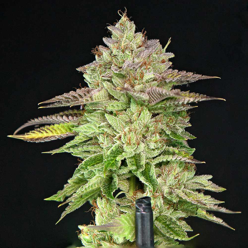 Melon Madness Female Weed Seeds By Grateful Seeds