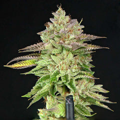 Melon Madness Female Weed Seeds By Grateful Seeds