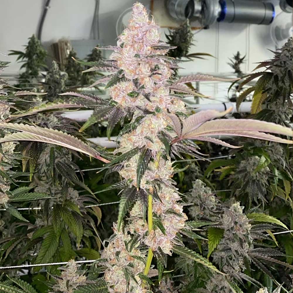 Peaches N Kush Regular Cannabis Seeds By Fidel S Seed Co