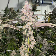 Peaches N Kush Regular Cannabis Seeds By Fidel S Seed Co