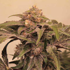 Pinky Zowahh Feminized Cannabis Seeds By Karma Genetics