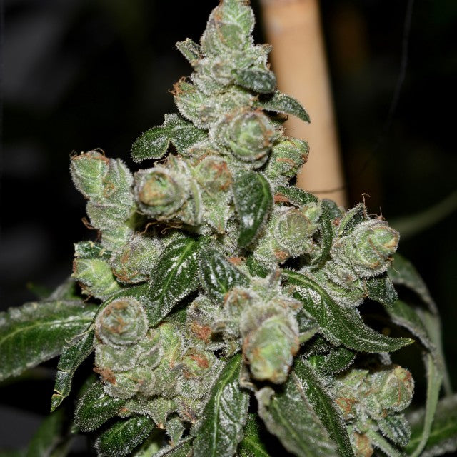 Dark Energy Regular Cannabis Seeds By Pot Valley Seeds