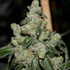 Dark Energy Regular Cannabis Seeds By Pot Valley Seeds