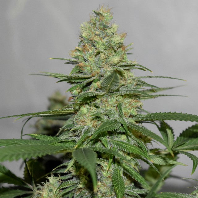 Masters N Crime Regular Cannabis Seeds By Pot Valley Seeds