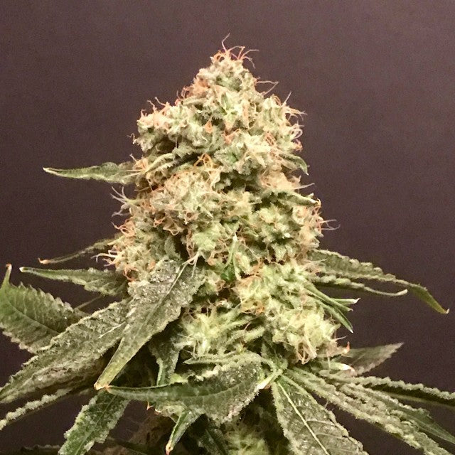 Frosty Purps Female Cannabis Seeds By Pot Valley Seeds