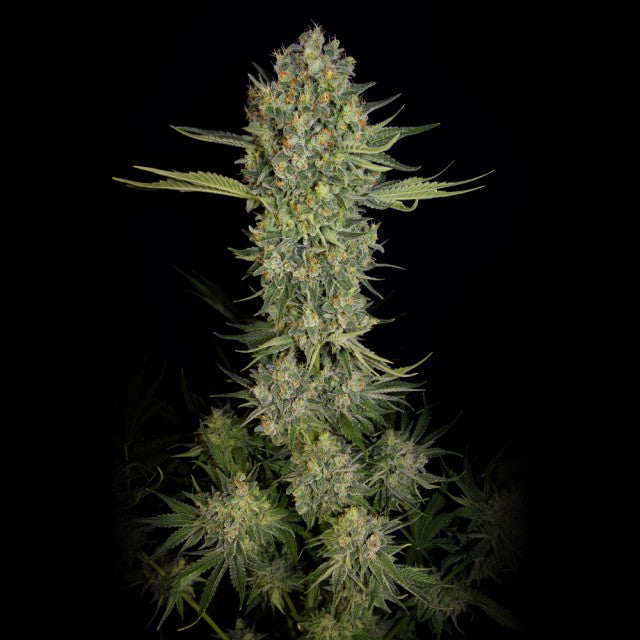Serious Kush Female Cannabis Seeds By Serious Seeds