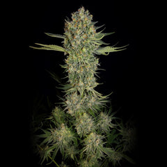 Serious Kush Female Cannabis Seeds By Serious Seeds