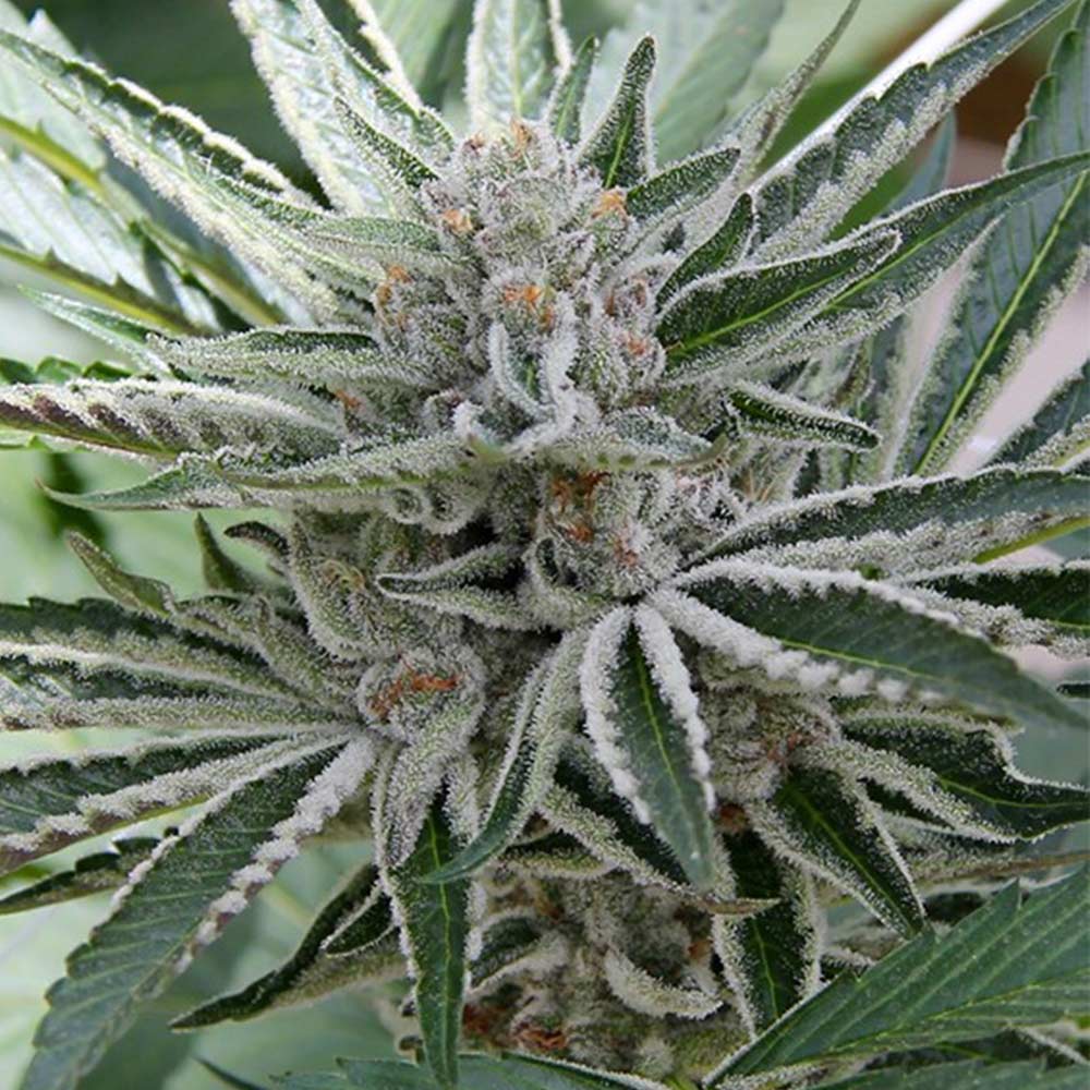 Sour Candy Razzlez Feminized Cannabis Seeds By Seedism