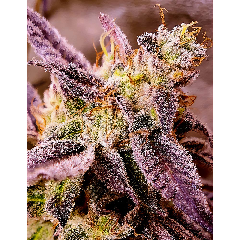 Strawberry Oreoz Female Cannabis Seeds By Holy Smoke Seeds