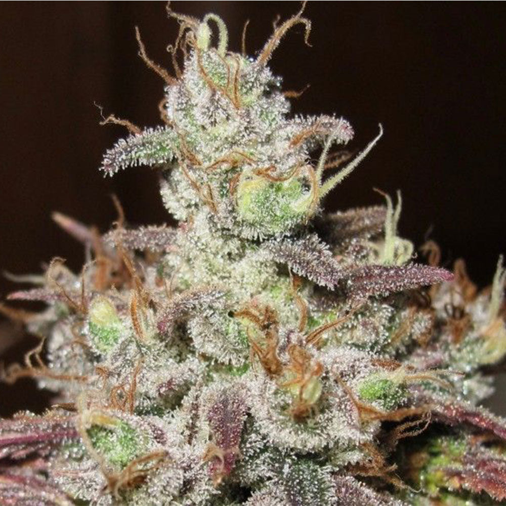 Sugar Tits Regular Cannabis Seeds By Ultra Genetics