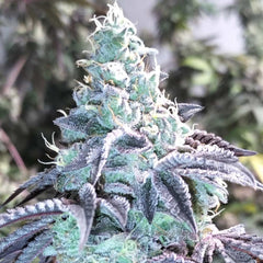 Z Pointer Female Weed Seeds By Grounded Genetics
